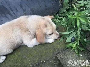 狗狗最新爆料视频下载免费