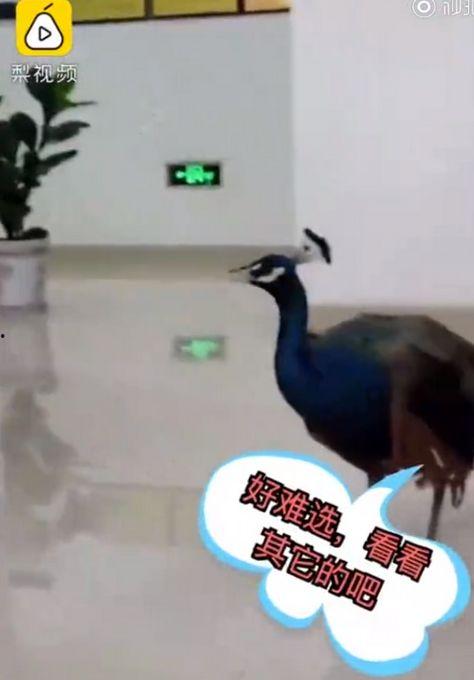 孔雀视频在线观看 第3张 孔雀视频在线观看 第3张